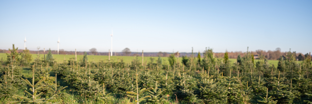 Weihnachtsbäume aus heimischem Anbau – statt Plastik