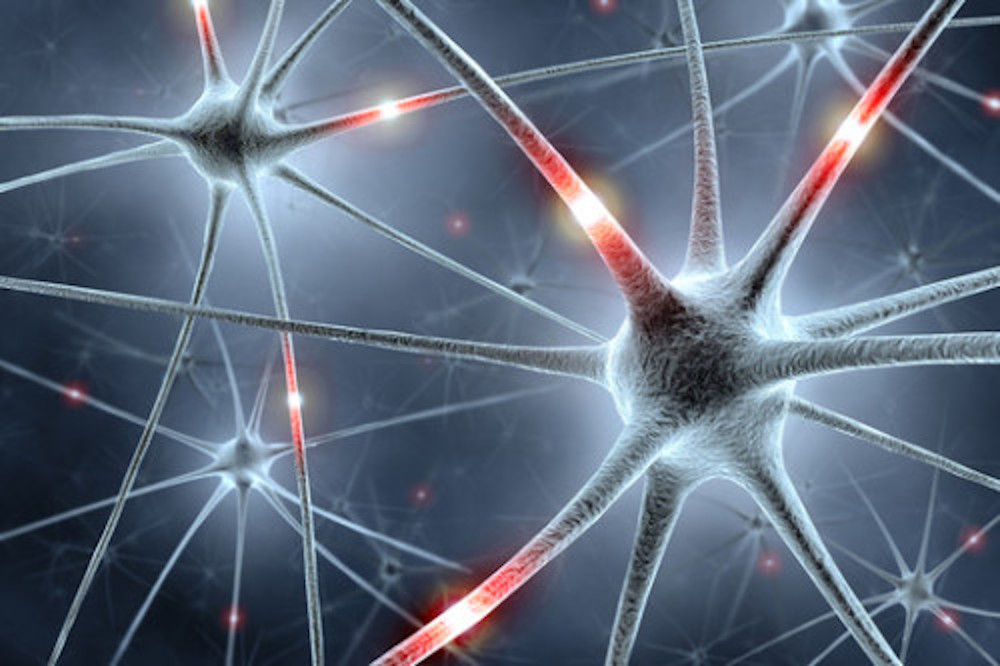 "Mini-Brains" aus dem Labor: Was darf die Medizin?