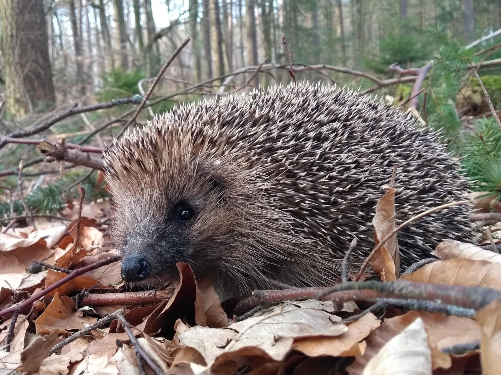 VIER PFOTEN gibt Tipps, wie man Igeln in Not helfen kann