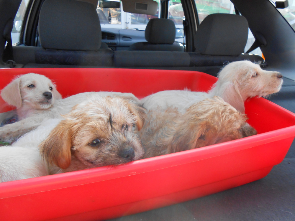 Illegaler Welpenhandel boomt zur Weihnachtszeit