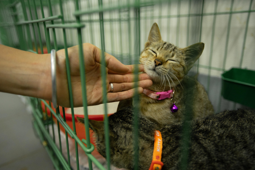 VIER PFOTEN schließt Katzen-Schlachthaus und -Restaurant in Vietnam