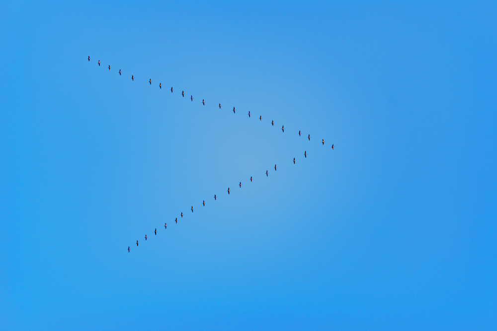 Vorfrühling löst Rückreisewelle aus