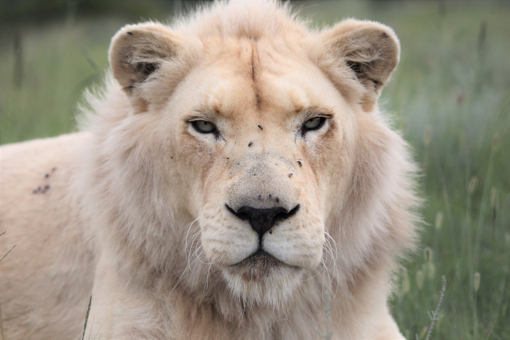 Wo ist Mojo? Weißer Löwe bleibt verschwunden