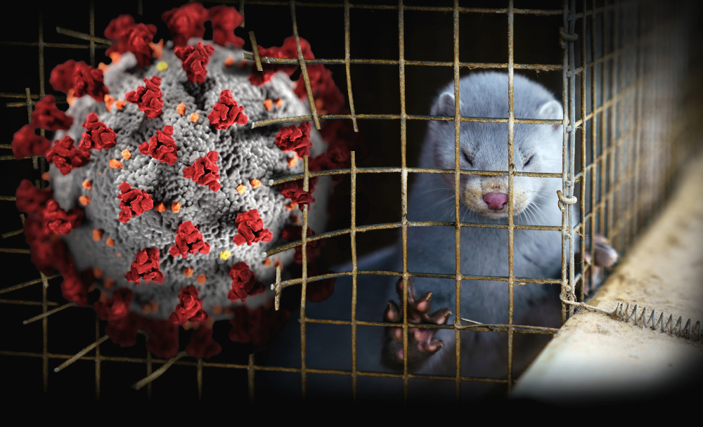 Gefahr für Mensch und Tier: 880.000 Unterschriften für das Ende der Pelztierzucht