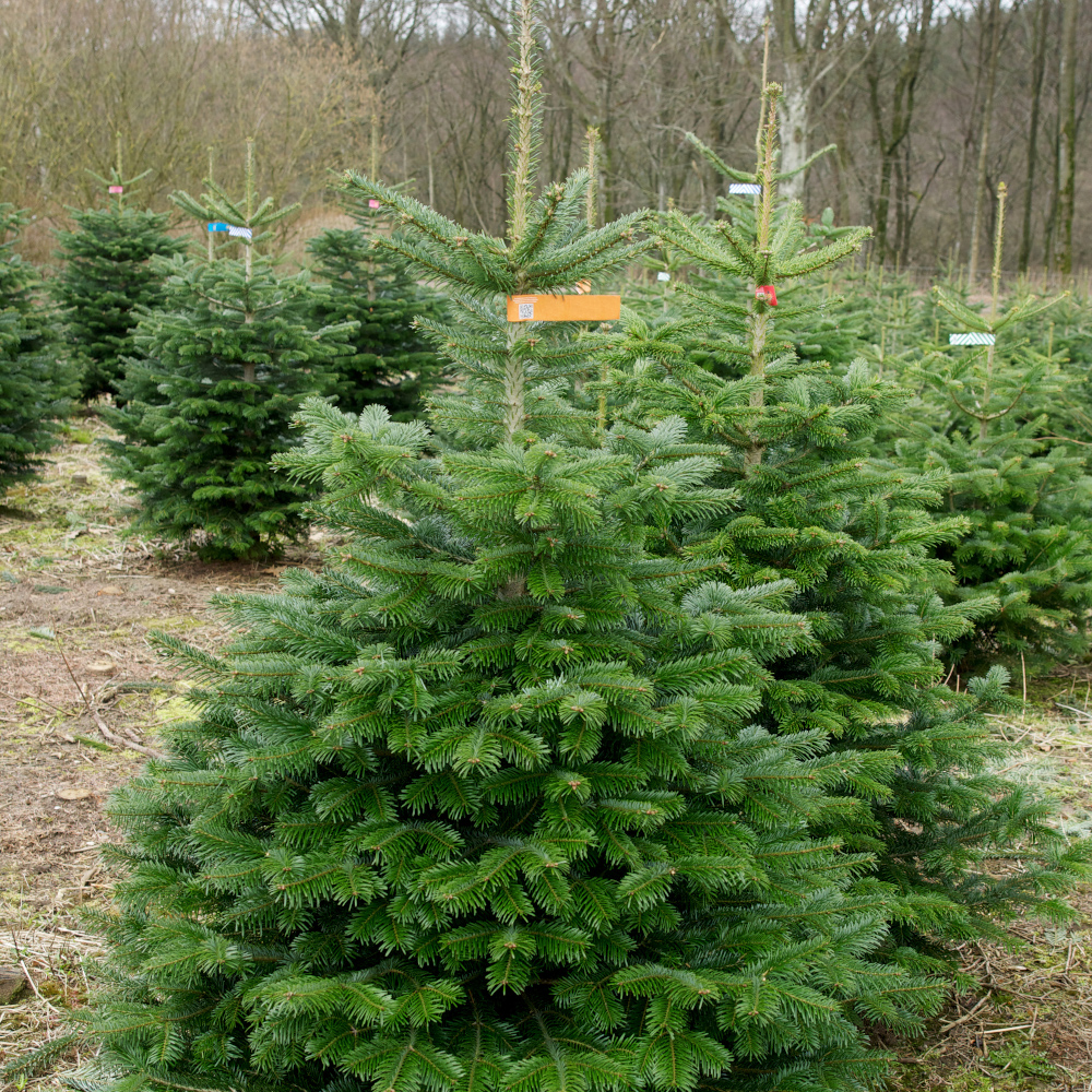 Verband benennt die beliebtesten Weihnachtsbaumarten