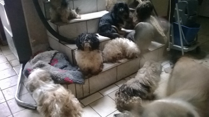 VIER PFOTEN deckt Vermehrerstation in Brandenburg auf