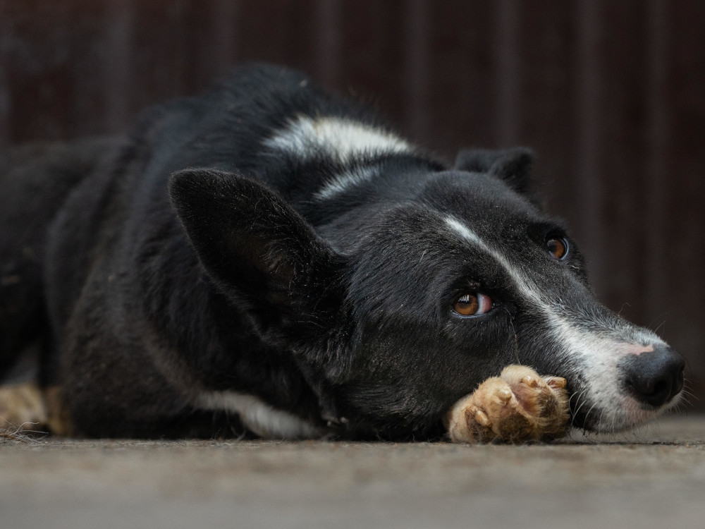 So wird Silvester nicht zum Stressfest für Vierbeiner