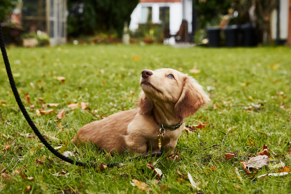 Neue Tierschutzhundeverordnung am 01. Januar 2022 in Kraft getreten