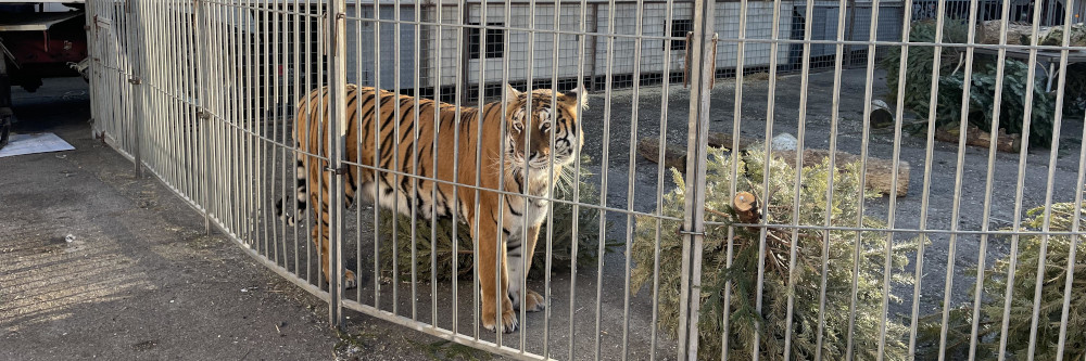 Gefahr für die Öffentlichkeit: Fünf Tiger aus Zirkus verschwunden