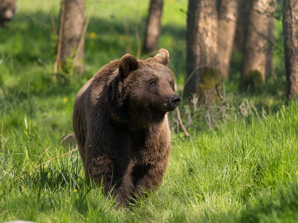 Presseeinladung: Große Ärzte-Visite im VIER PFOTEN BÄRENWALD Müritz