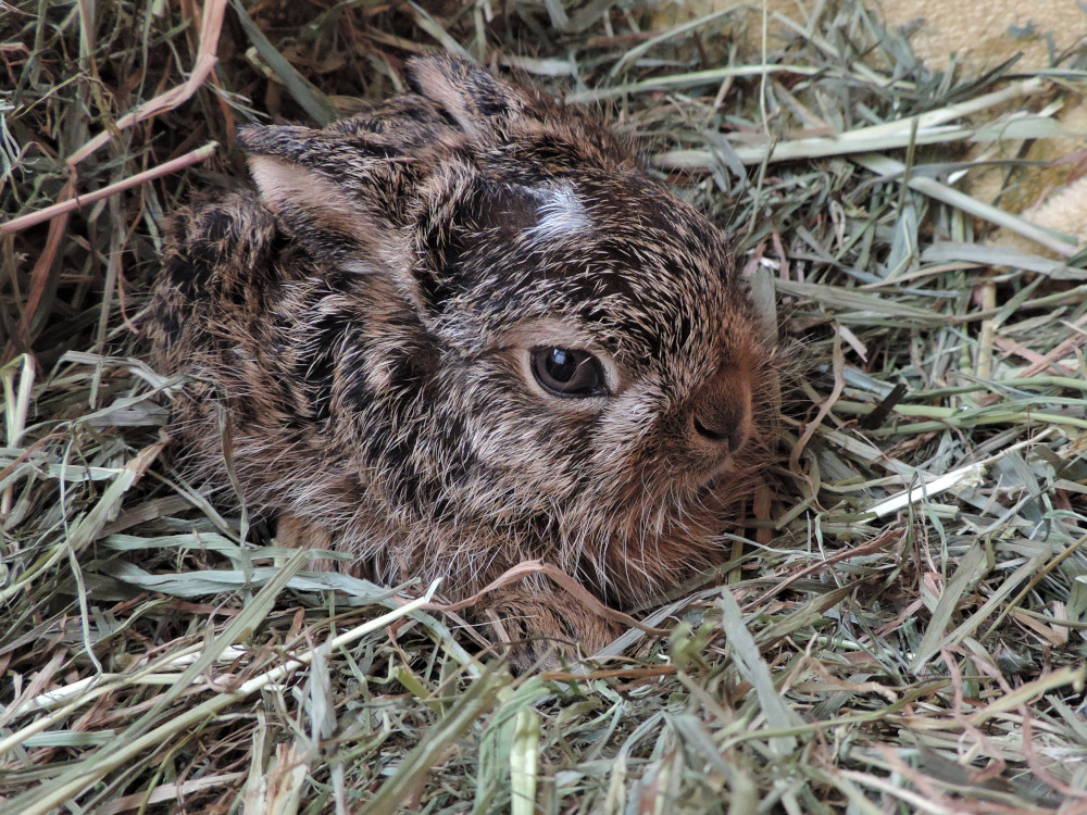 Brut- und Setzzeit hat begonnen