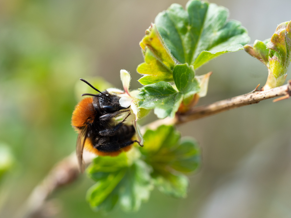 Jetzt wird’s persönlich: Welche Biene bist du?