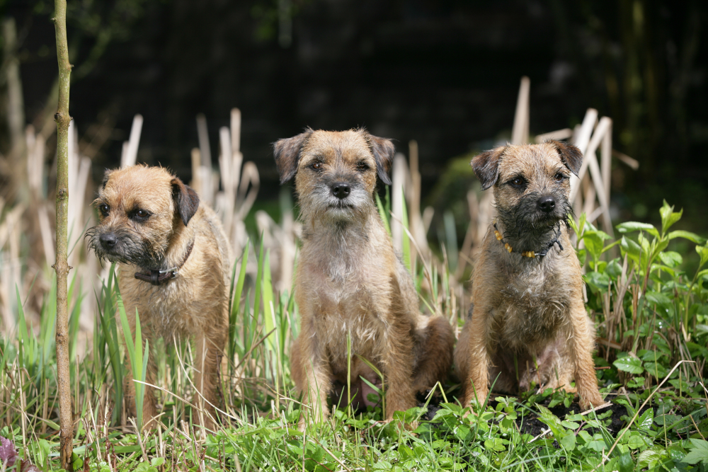 Spannende Erlebniswelt für alle Hundeliebhaber