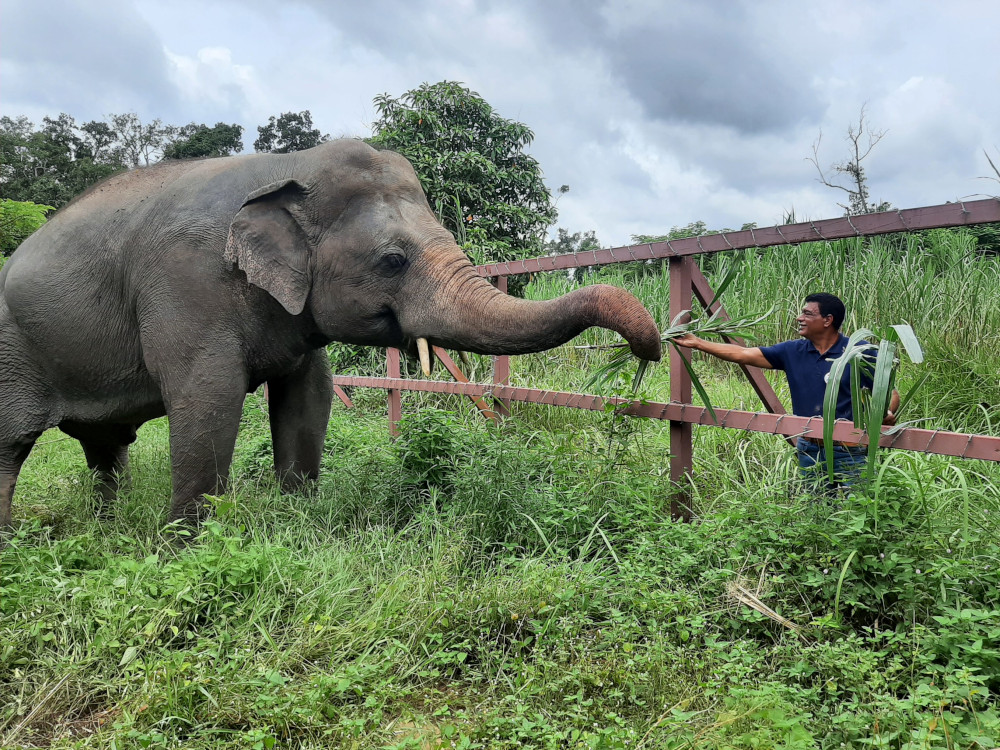 VIER PFOTEN zu Besuch bei Kavaan, dem einst „einsamsten Elefanten der Welt“