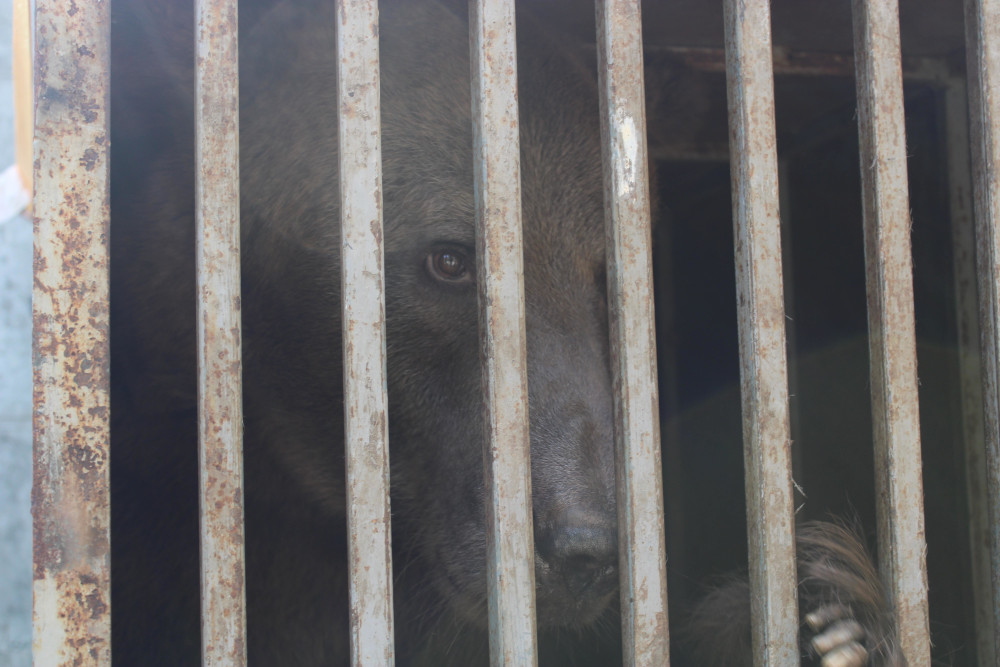 Rettung in der Ukraine: Braunbär in desolatem Gehege zurückgelassen
