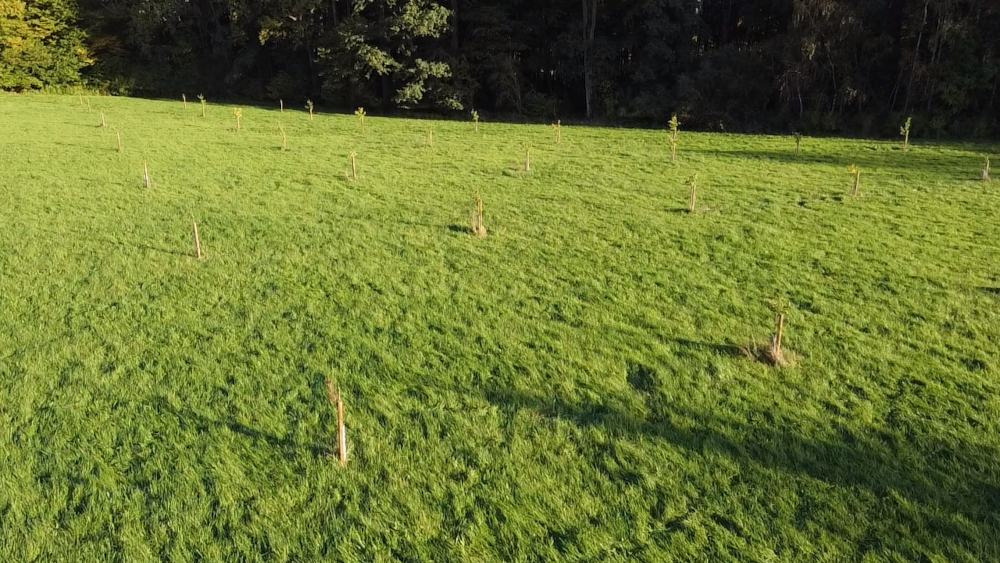 Darum setzen sich die zwei Pferdefreundinnen für den Wald in NRW ein