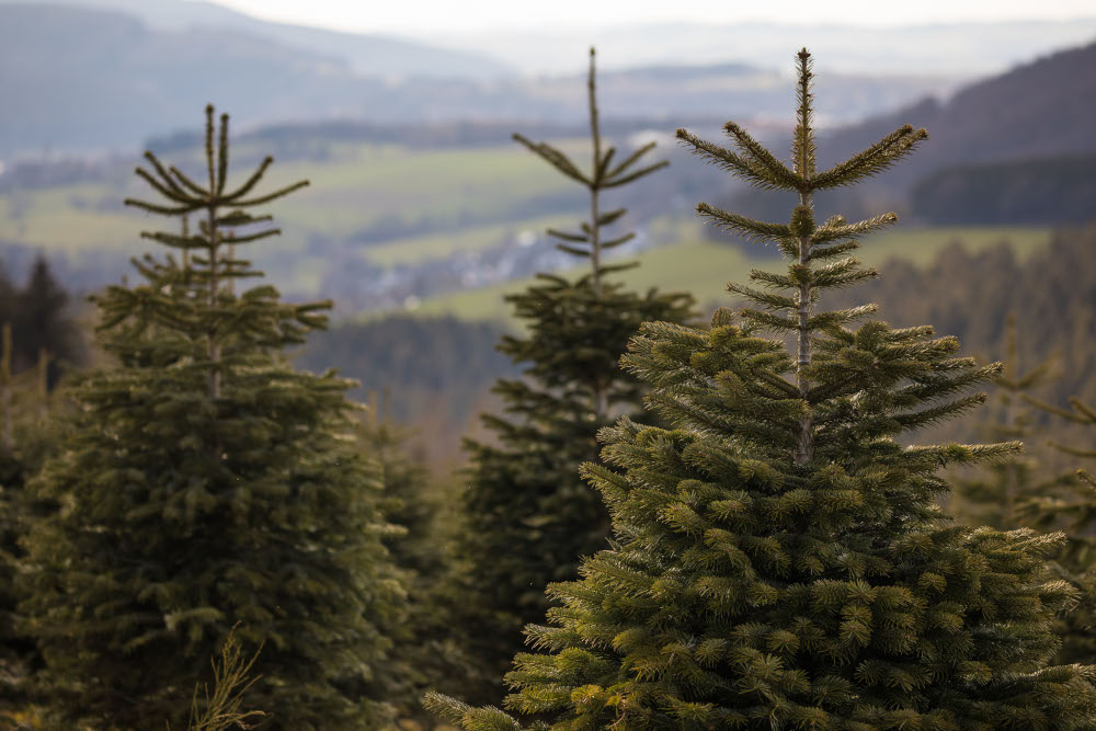 Eine Kunst, die selten gelingt: Weihnachtsbäume selbst anbauen