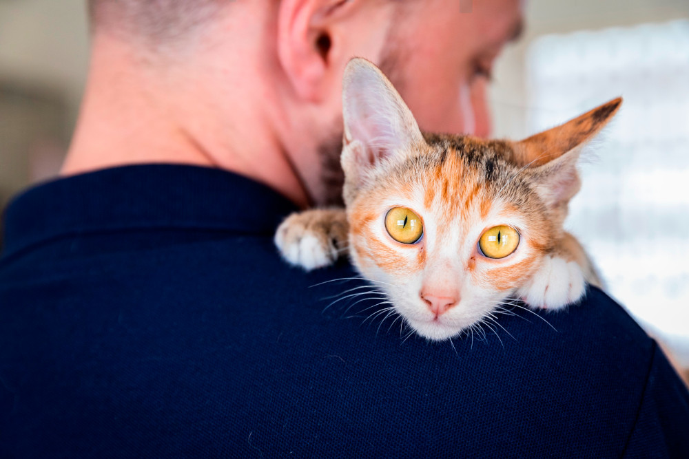 Bundesweiter Warntag am 08. Dezember: Das müssen Heimtierhalter:innen beachten