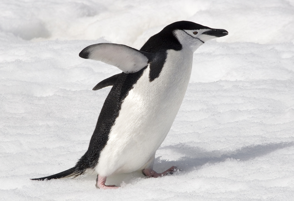 So trotzen Sie der Schwerkraft