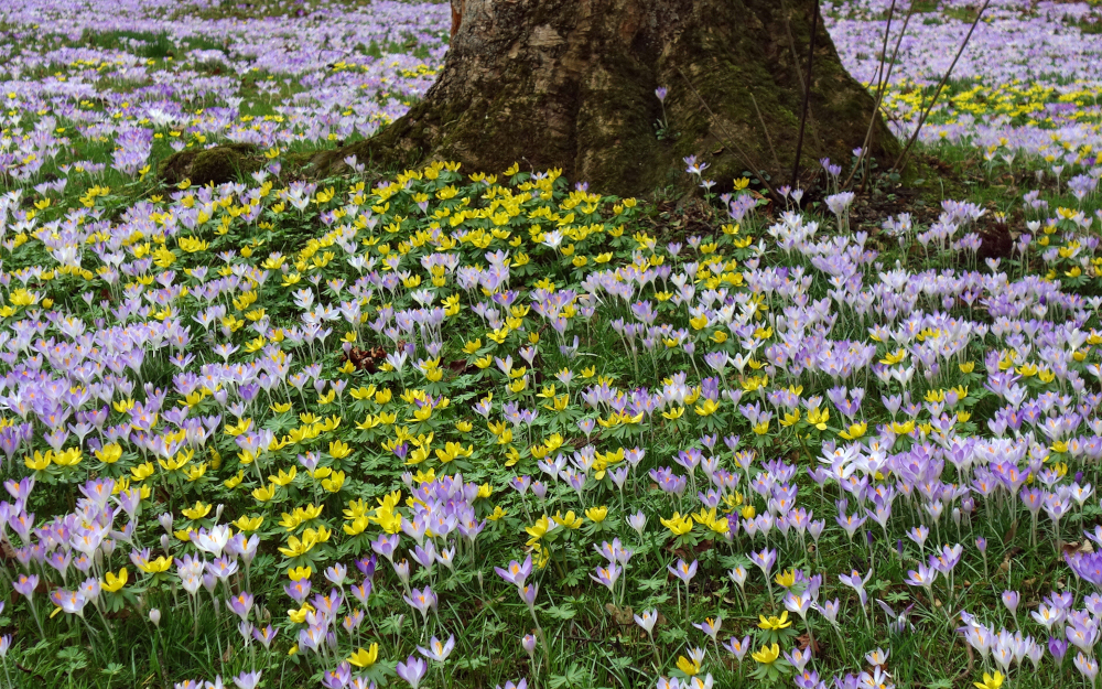 Natur erwacht und bringt Farbe ins Leben