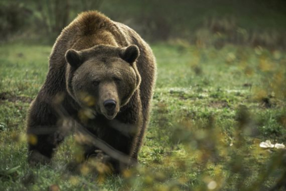 Große Visite im VIER PFOTEN BÄRENWALD Müritz