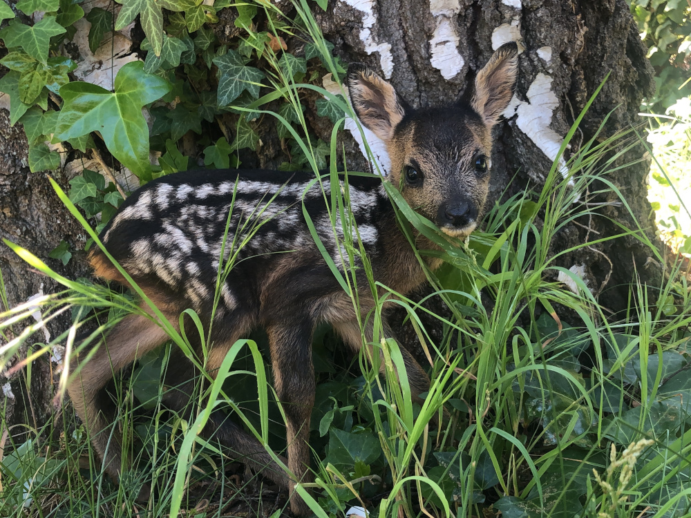 Hände weg von jungen Wildtieren