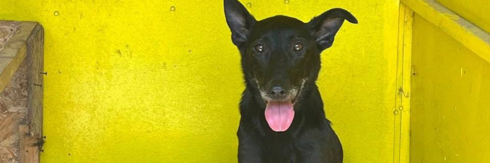 VIER PFOTEN leistet Nothilfe für Tiere nach Staudammbruch in der Ukraine