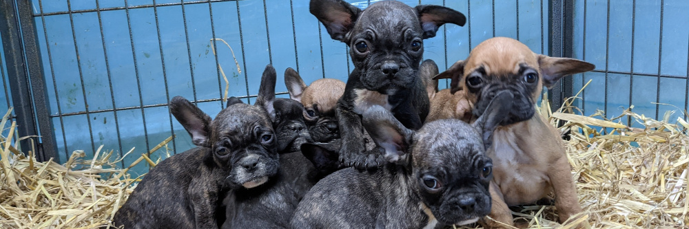 Illegale Welpenhändler aus Köln verurteilt: VIER PFOTEN entsetzt über Urteil