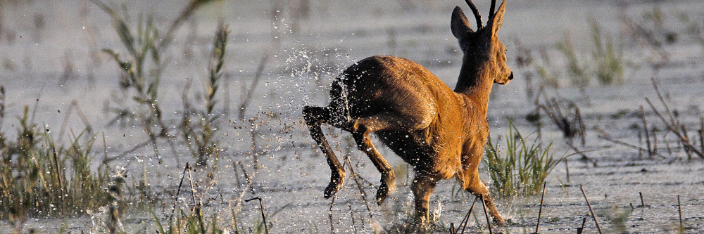 So reagieren Wildtiere auf Hochwasser