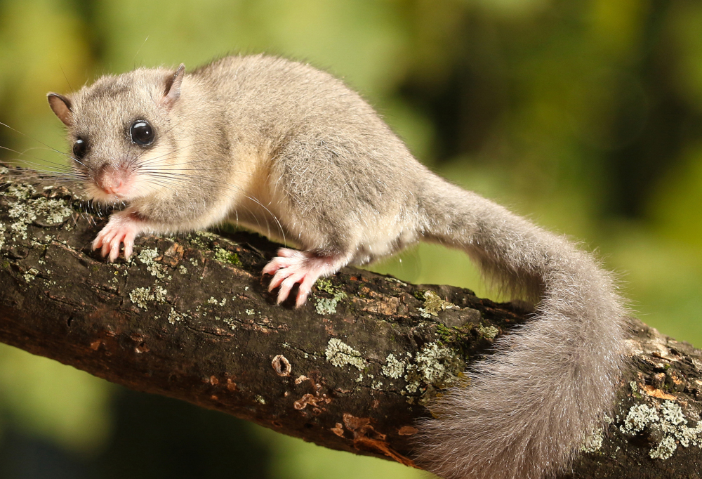 Wie zuverlässig sind Siebenschläfer als Wetterpropheten?