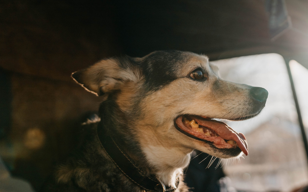 Hitzefalle Auto - Gefahr für Mensch und Tier