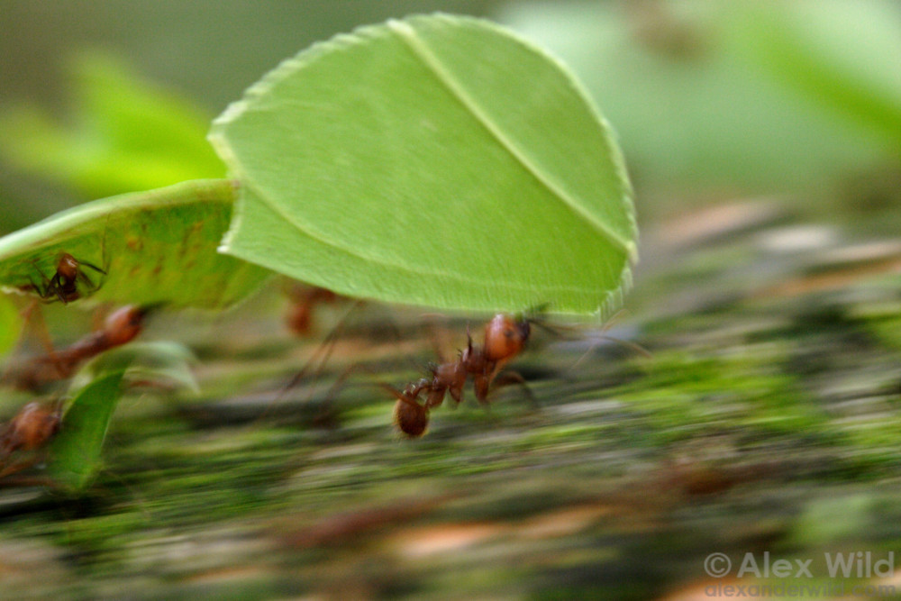 Ameisen betreiben Landwirtschaft – seit 66 Millionen Jahren