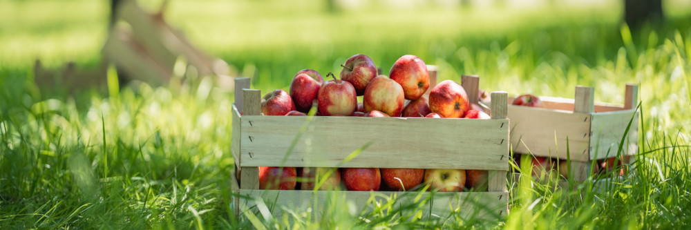 beckers bester: Endspurt! Noch bis zum 23. Oktober 2024 Apfelannahme