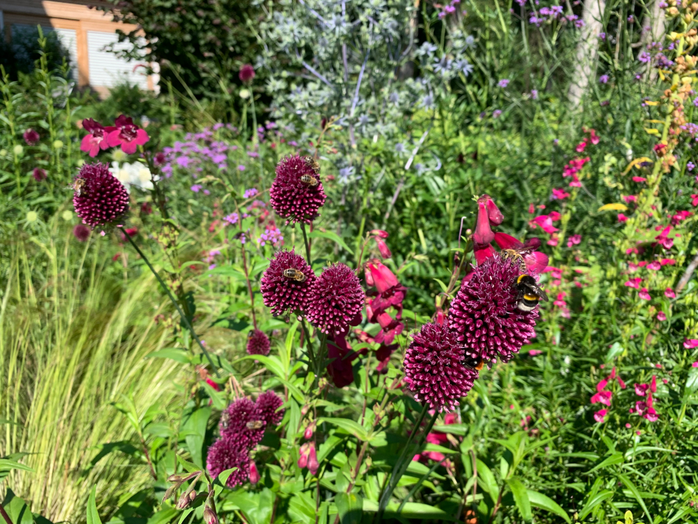 Expertentipps für einen Garten im Einklang mit der Natur