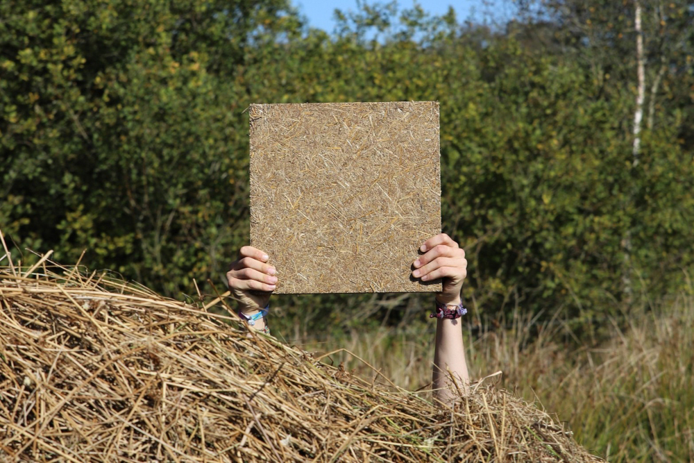 Wie Moorschutz und Dachbegrünung für besseres Stadtklima sorgen