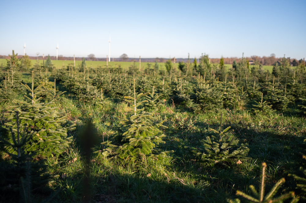 Echter Baum statt Plastik: Faktencheck zur Nachhaltigkeit