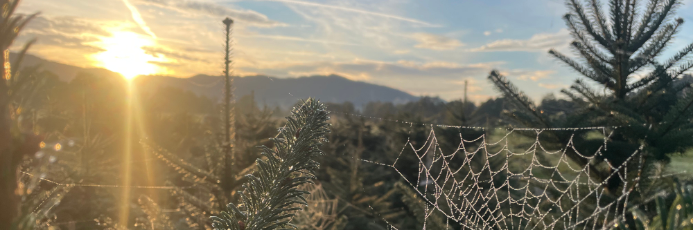 „Weihnachten braucht echte Wurzeln! Der Plastikbaum ist eine ökologische Sackgasse.“