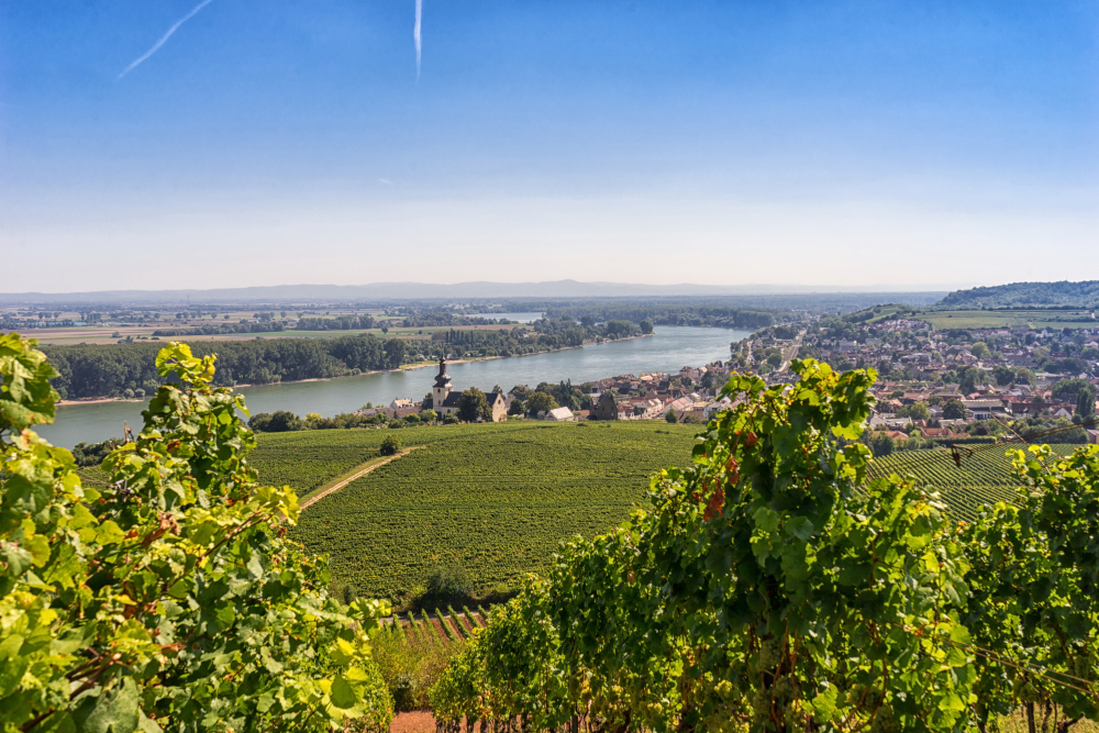 Blick auf Nierstein