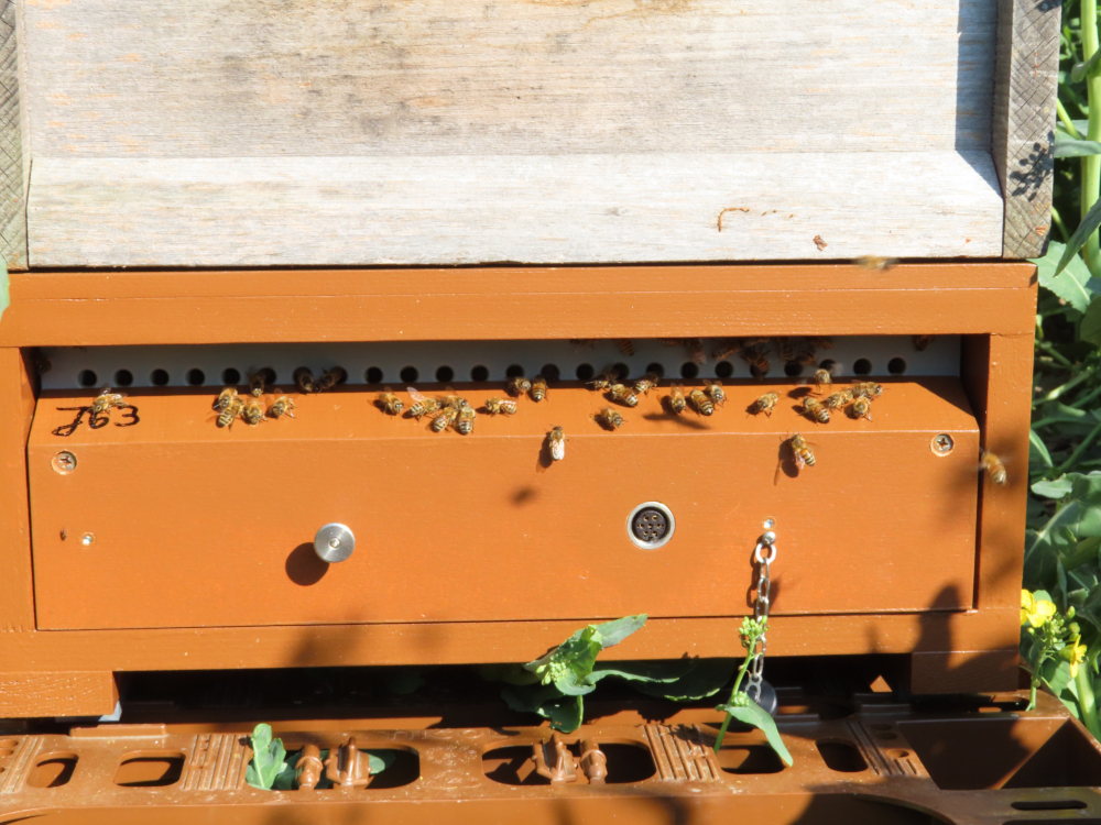 DBU-Projekt „BeeCheck“ – Weltbienentag am 20. Mai