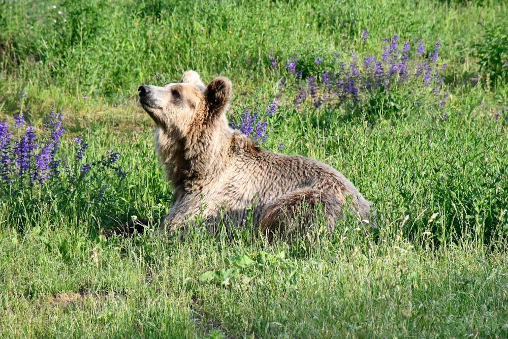 Die Braunbären Dushi und Michal haben einen Arzttermin