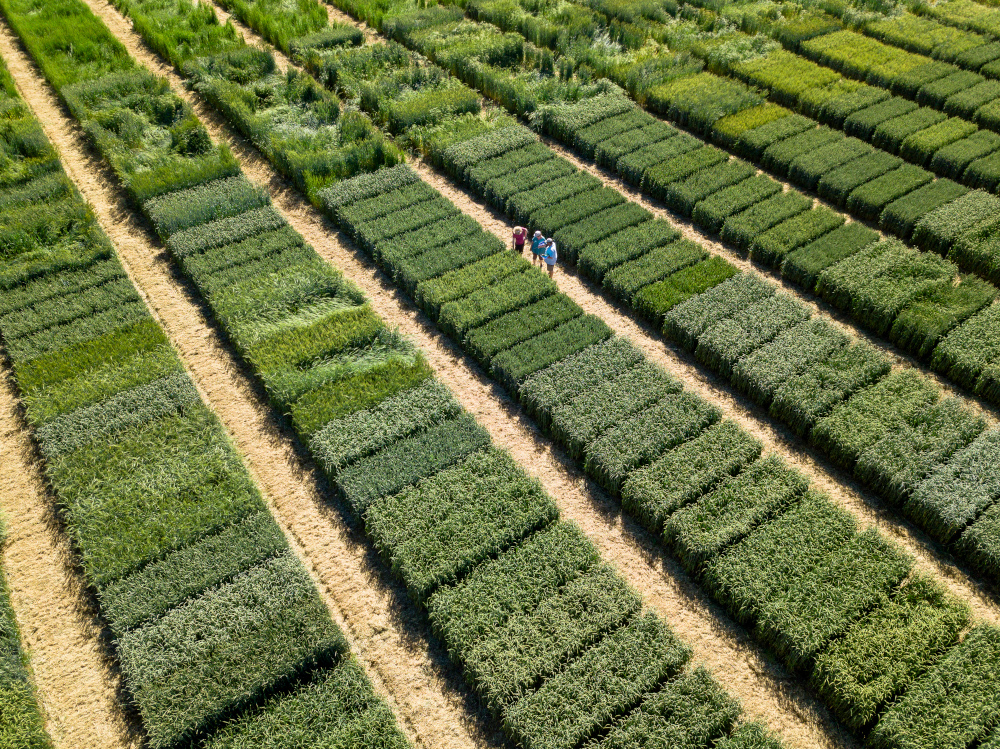 Der vermutlich weltgrößte Emmer-Versuch an der Universität Hohenheim startete im Jahr 2019 ©Universität Hohenheim / Florian Gerlach