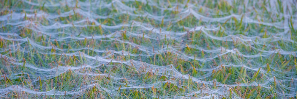 Vom Spätsommer in den Altweibersommer
