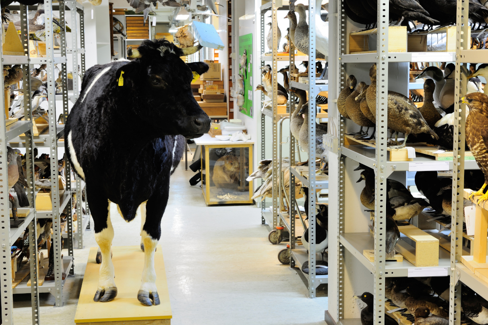 Neues Verfahren zum Schutz von historischen Säugetierfellen