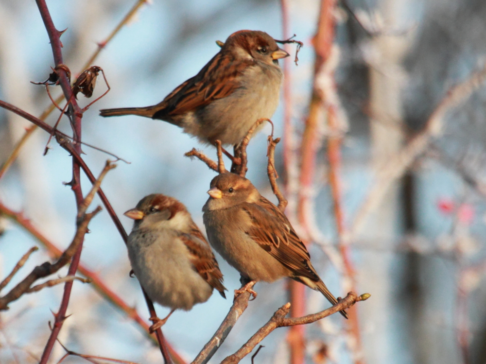 Basteln für Wildtiere: Vogelfutterkugeln selber machen