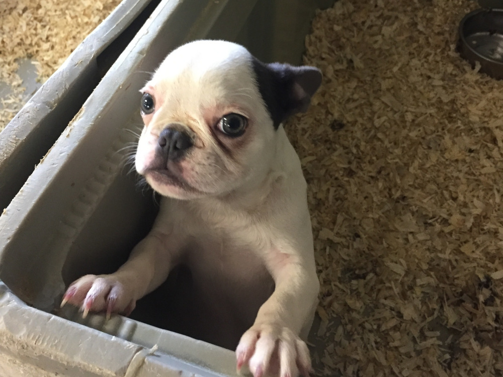 Am 12. Juni ist Tag des Hundes