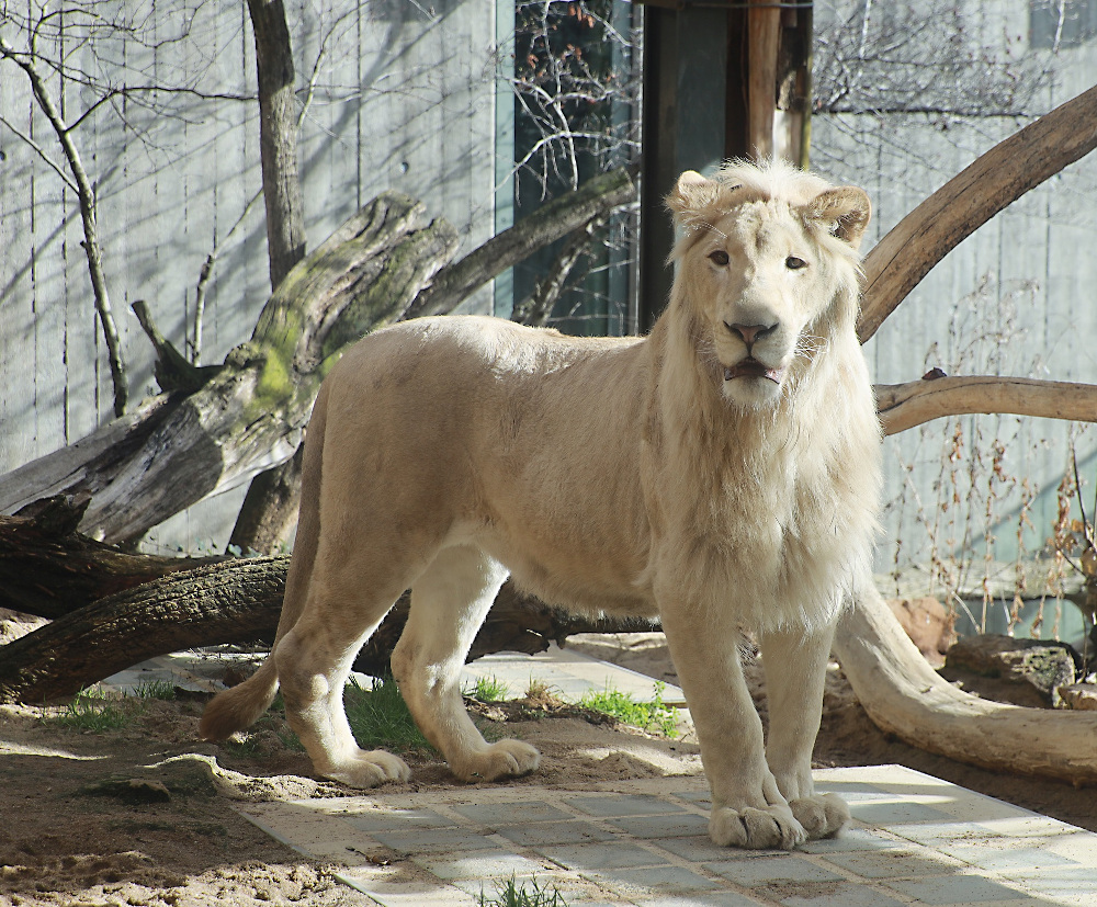 VIER PFOTEN stellt Strafanzeige gegen Löwen-Halter und setzt Belohnung aus