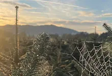 Weihnachtsbaumkultur