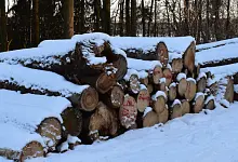 Spaziergang im Wald