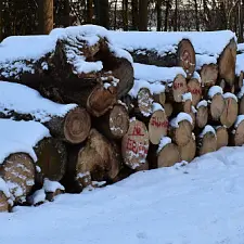 Viel Holz ©Gerald Kaufmann