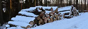 Holz im Wald